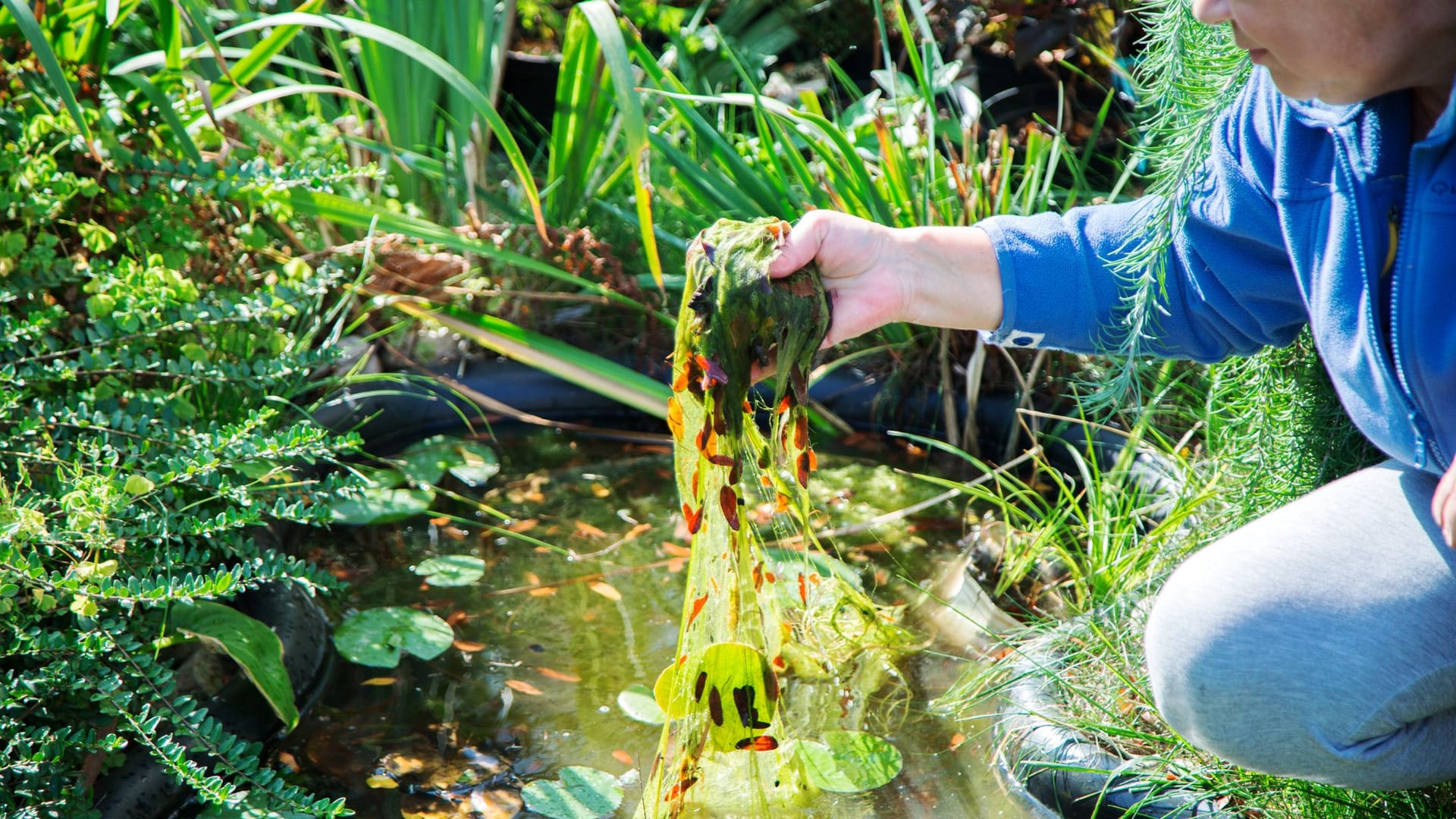 Natron kann für kurze Zeit die Vermehrung von Algen in Ihrem Teich verhindern.