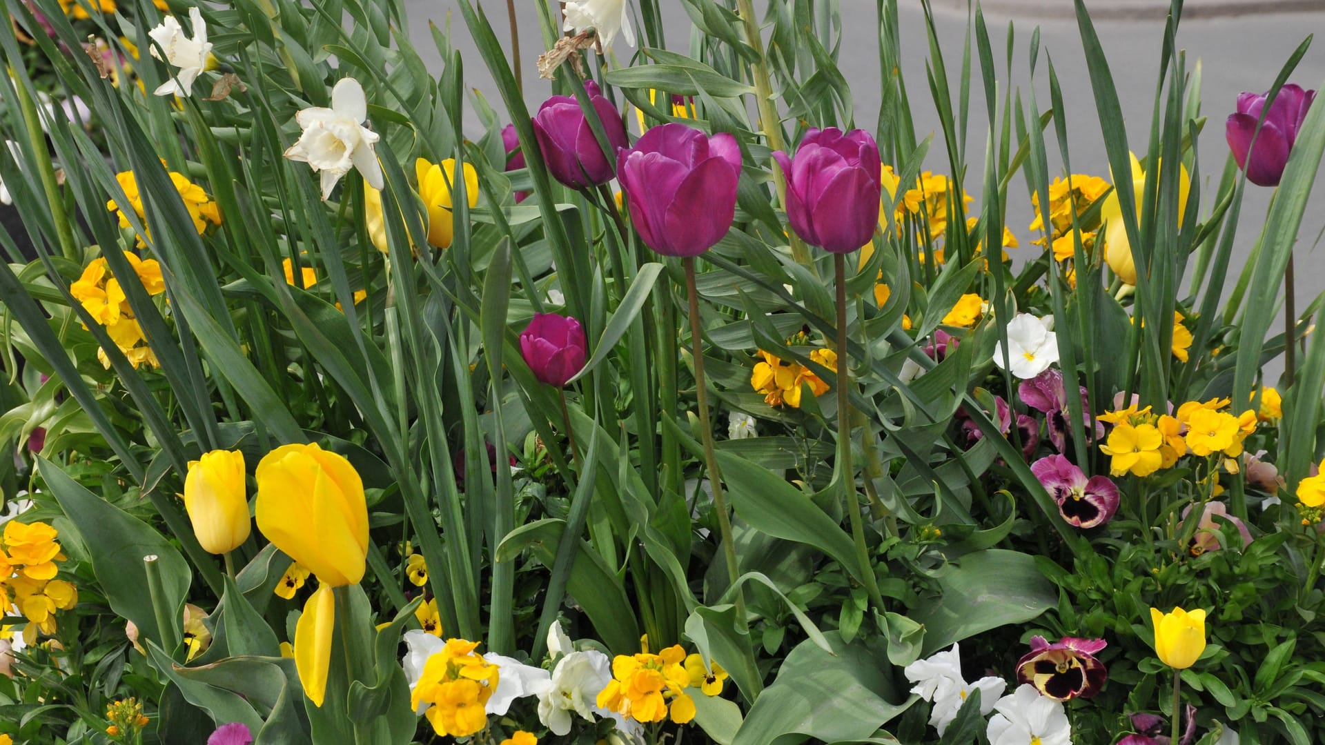 Tulpen (Symbolbild): In Niedersachsen zeigt sich am Montag die Sonne.