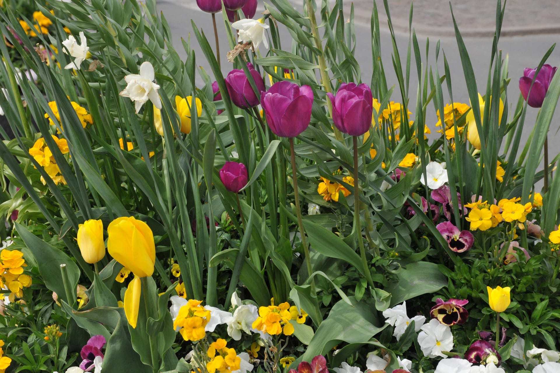 Tulpen (Symbolbild): In Niedersachsen zeigt sich am Montag die Sonne.