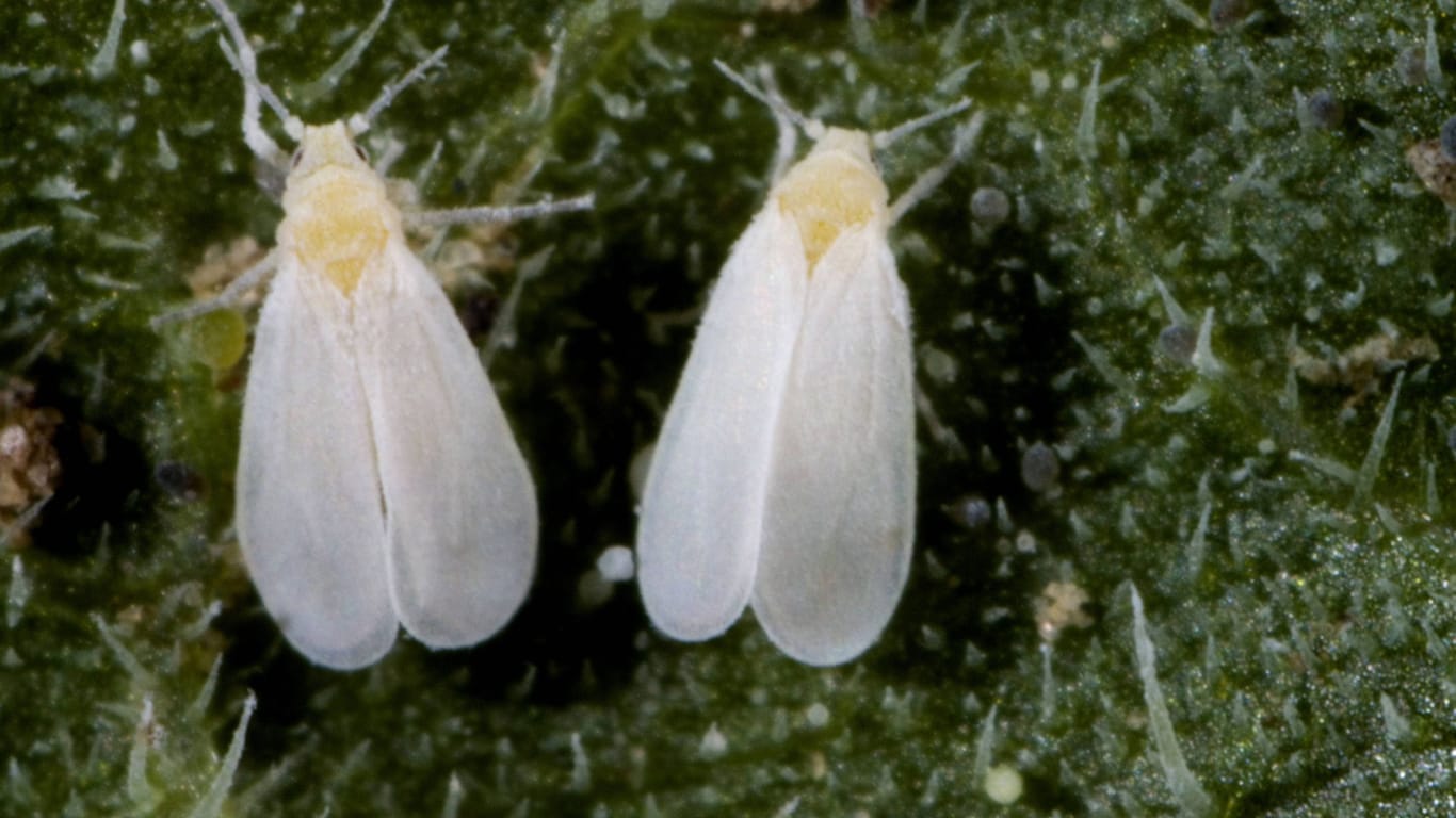 Weiße Gewächshausfliege (Trialeurodes vaporariorum): Die Ungezeiefer befallen vor allem Gemüsepflanzen.