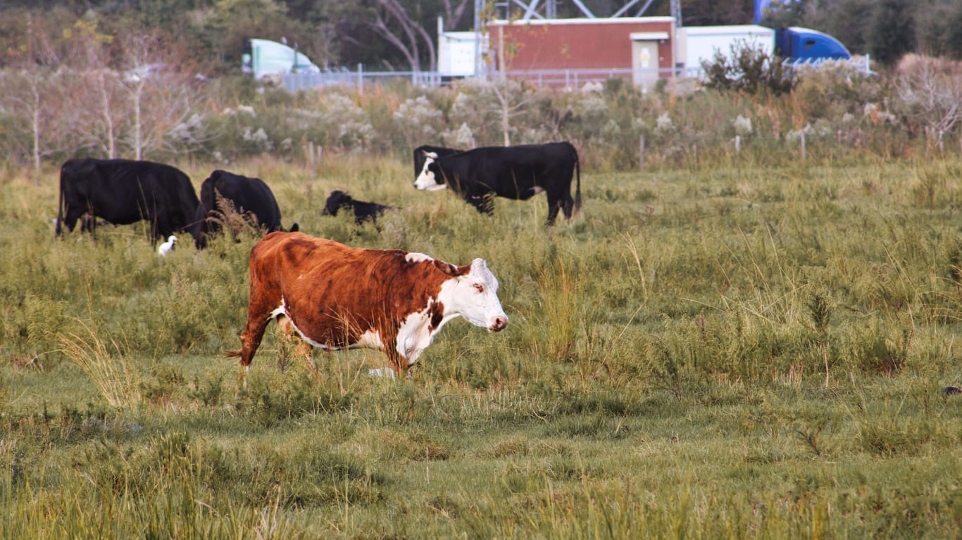 Kühe auf einer Weide in den USA: Eine Herde half der Polizei in North Carolina, einen Verdächtigen zu fangen.