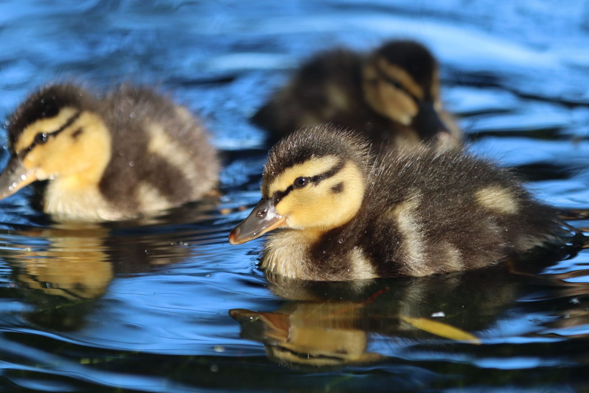 Entenküken: In Schwerin sorgte der Entennachwuchs für Aufruhr.