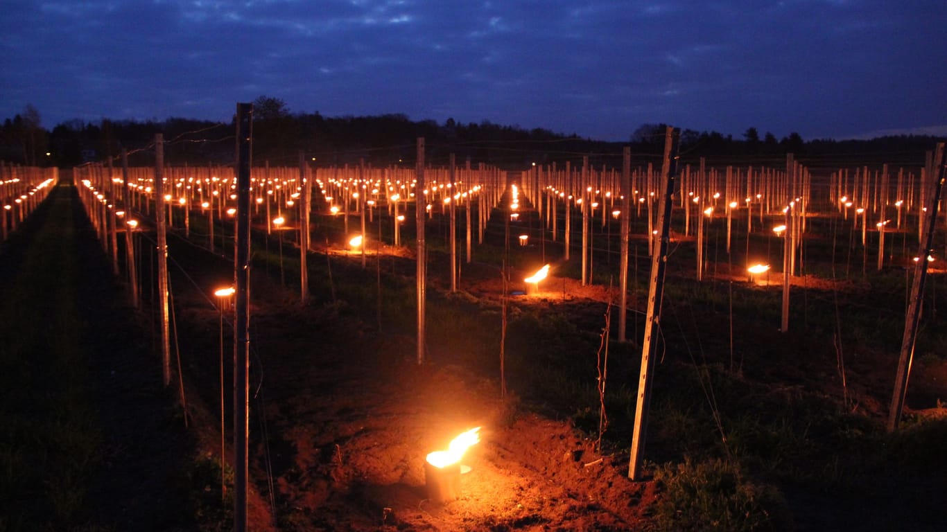 In den vergangenen Jahren unglücklicherweise noch tiefere Temperaturen gemeldet, dieses Jahr nur um Null ca. 600 Kerzen um die Weinberge. Rebfläche in Weinböhla.