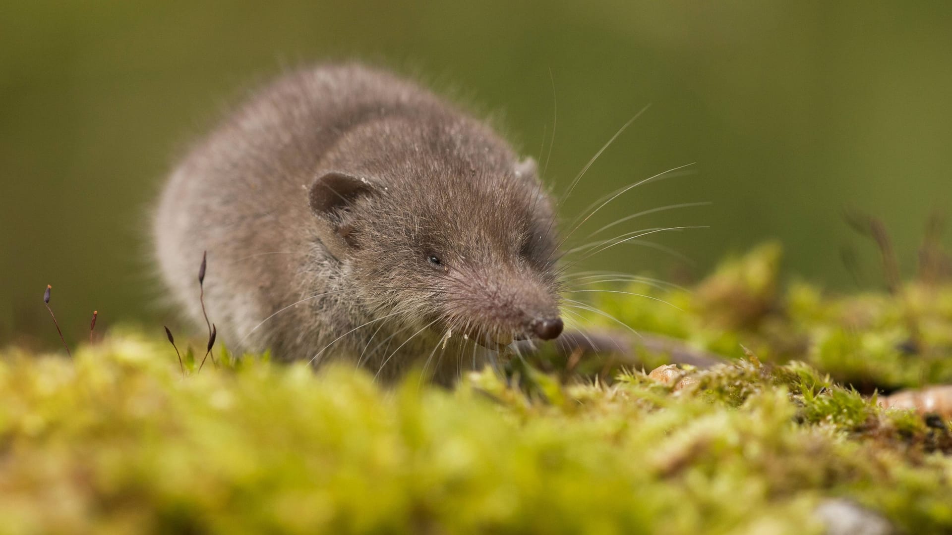 Die Spitzmaus zählt nicht zu den Mäusen, sondern ist mit dem Maulwurf verwandt.