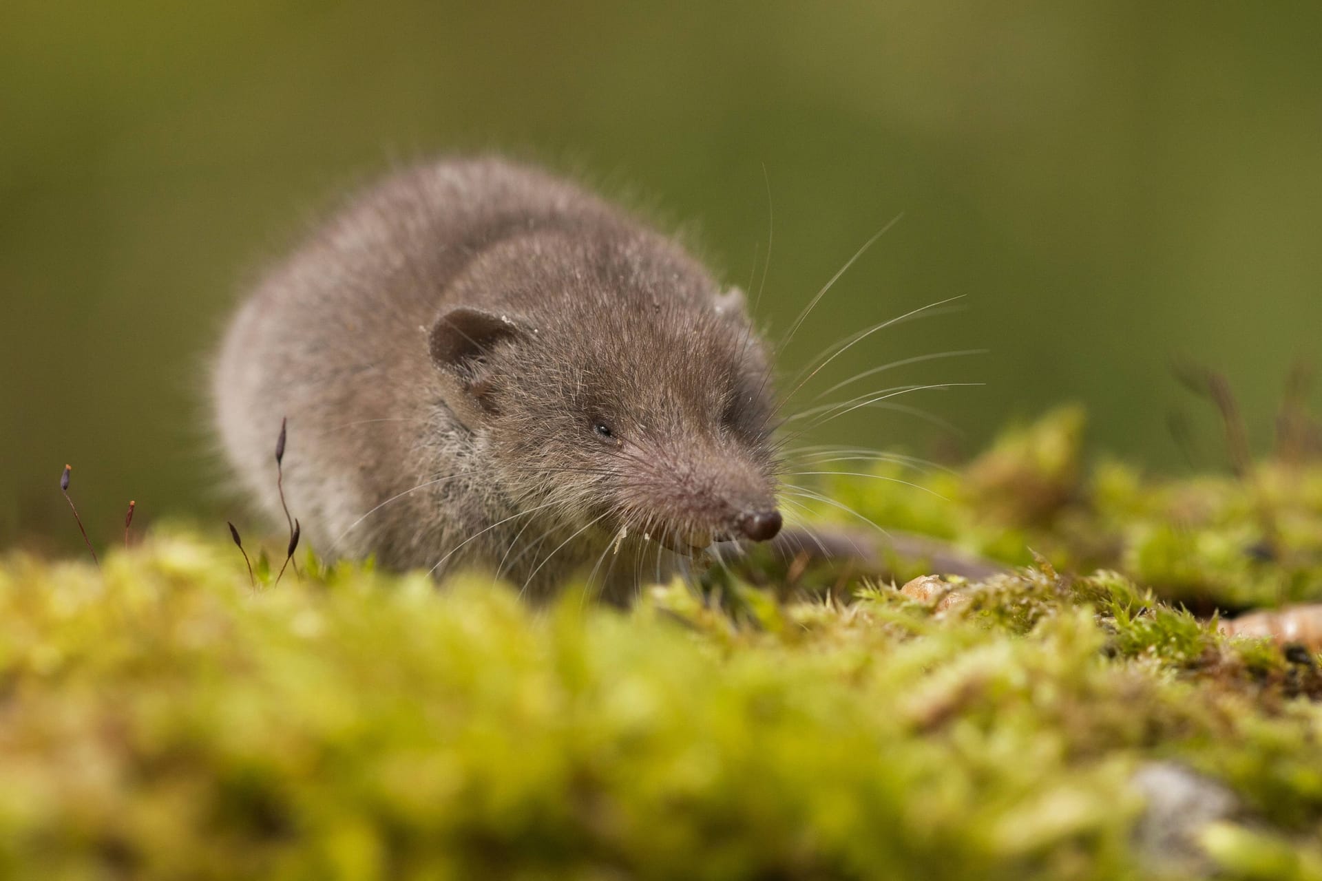 Die Spitzmaus zählt nicht zu den Mäusen, sondern ist mit dem Maulwurf verwandt.