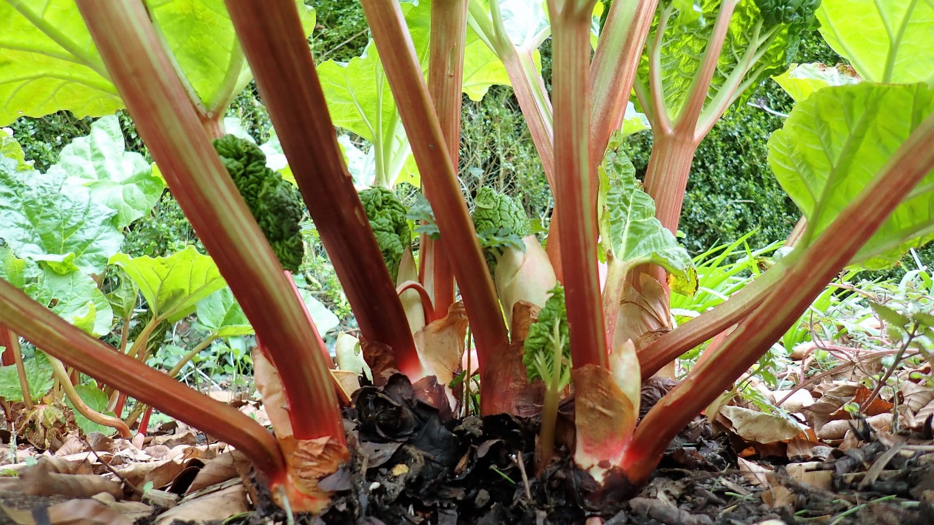 Um jedes Jahr viele knackige Rhabarberstangen ernten zu können, ist eine regelmäßige Düngung unerlässlich.