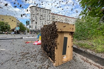 Bienenschwarm in Berlin-Friedrichshain: