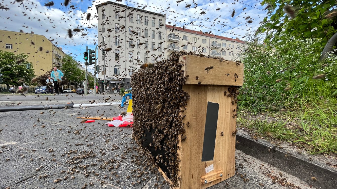 Bienenschwarm in Berlin-Friedrichshain: Bienenschwarm in Berlin-Friedrichshain: