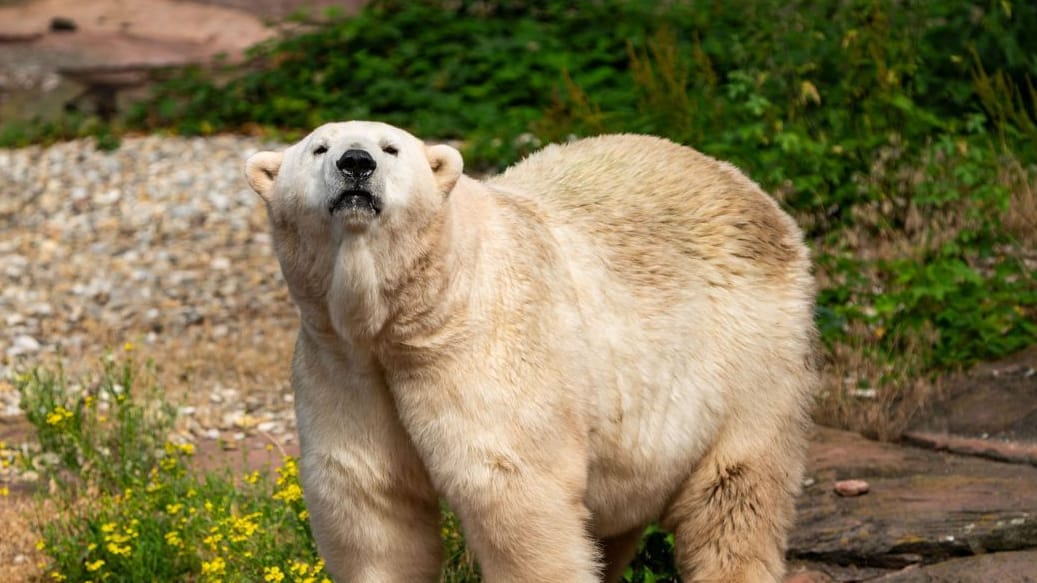 Eisbärin Vera kommt aus dem Tiergarten Nürnberg: Im Gegenzug zieht Eisbärin Nana in den fränkischen Zoo.