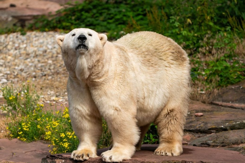 Eisbärin Vera kommt aus dem Tiergarten Nürnberg: Im Gegenzug zieht Eisbärin Nana in den fränkischen Zoo.