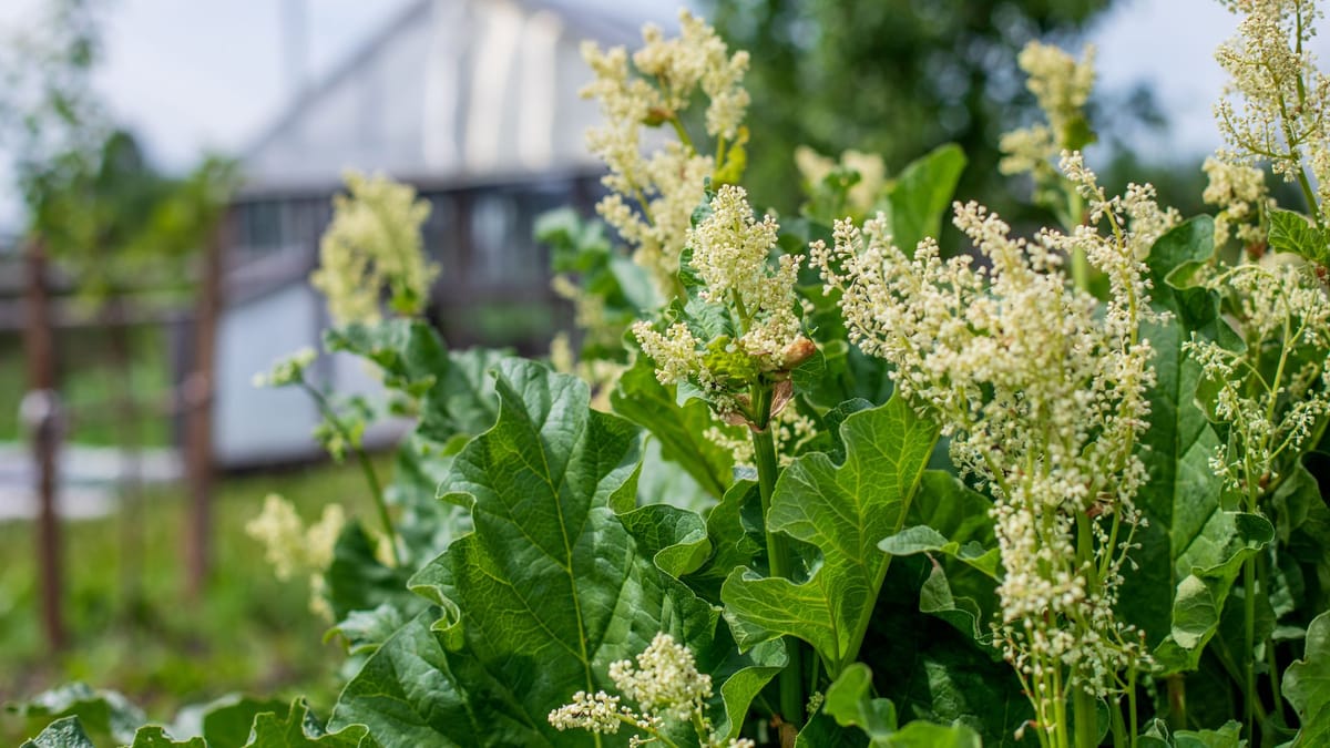Der Rhabarber steht in voller Blüte schön und wohlschmeckend