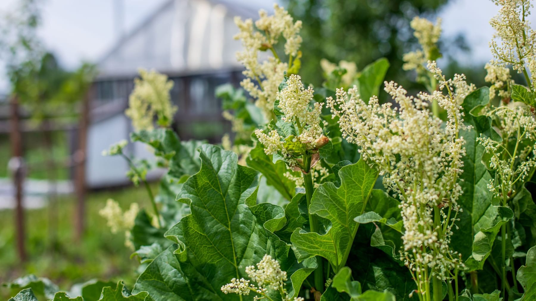 Der Rhabarber steht in voller Blüte – schön und wohlschmeckend