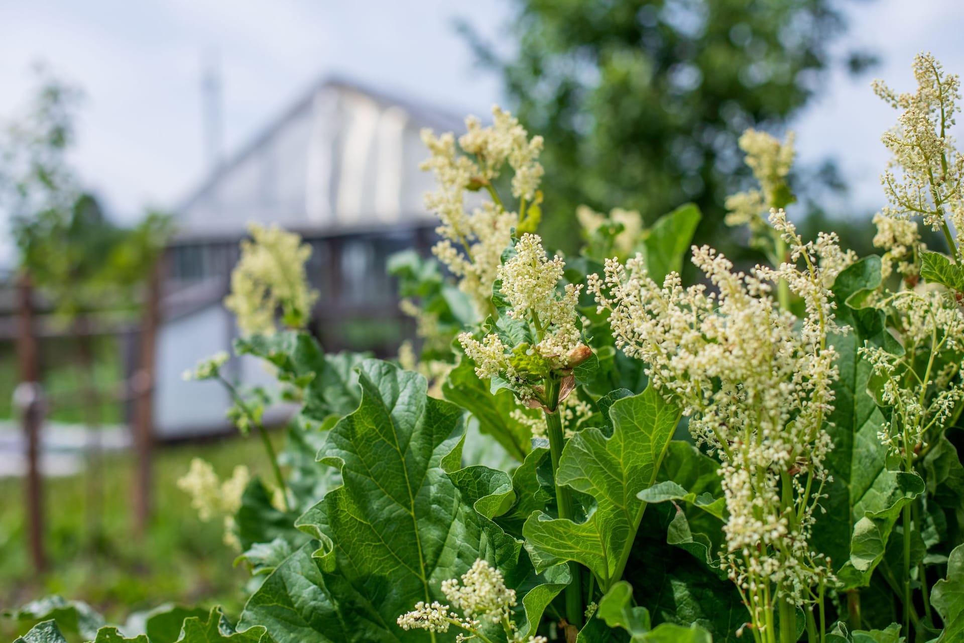 Schön fürs Auge, wertvoll für Insekten und ein Kick für den Gaumen: die Rhabarberblüte.