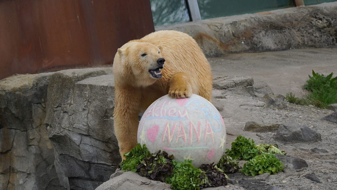 "Nana" wurde zu Beginn der Woche im Zoo Hannover verabschiedet.