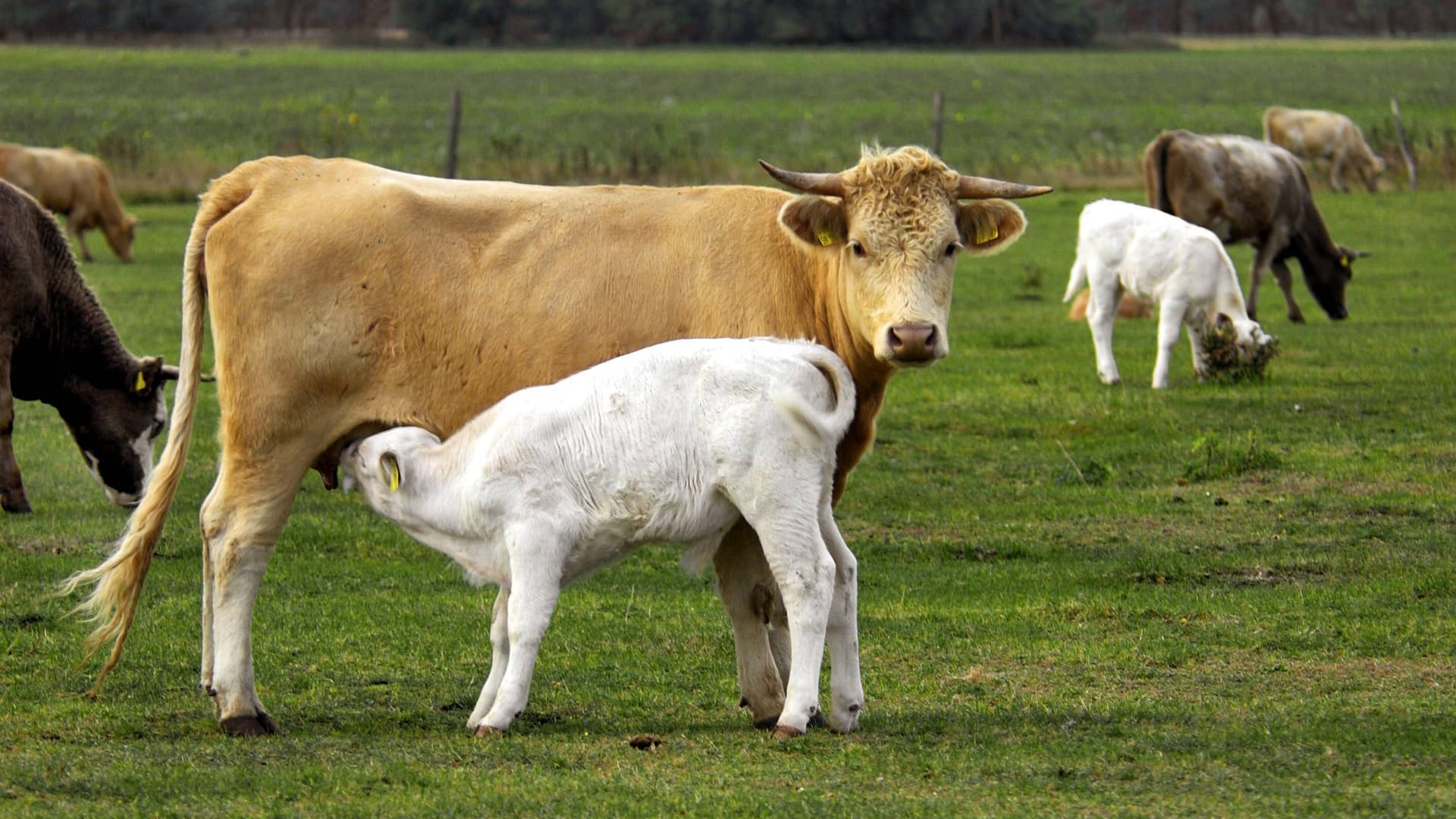 Ein Rinderkalb wird vom Muttertier gesäugt (Symbolfoto): Es ist nicht das erste Mal, dass der Nabu-Hof in die Kritik gerät.