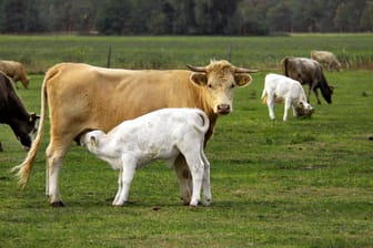 Ein Rinderkalb wird vom Muttertier gesäugt (Symbolfoto): Es ist nicht das erste Mal, dass der Nabu-Hof in die Kritik gerät.