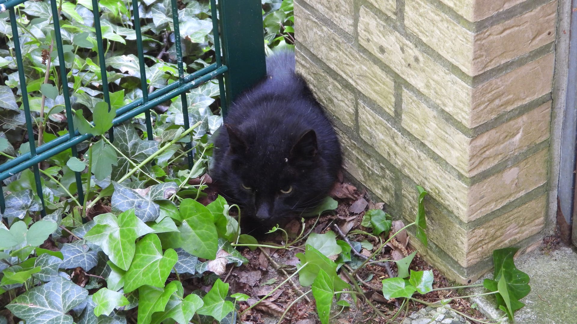 Der eingeklemmte Kater: Er war zwischen einen Zaun und eine Garagenwand geraten. Der eingeklemmte Kater: Er war zwischen einen Zaun und eine Garagenwand geraten.