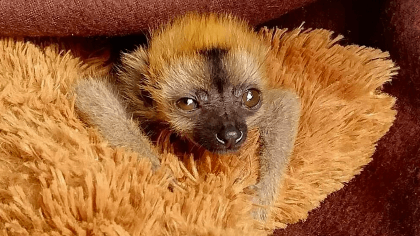 "Floki" Kuschelersatz ist weiter ein Stofftier. Rotstirnmakis leben ausschließlich auf Madagaskar.