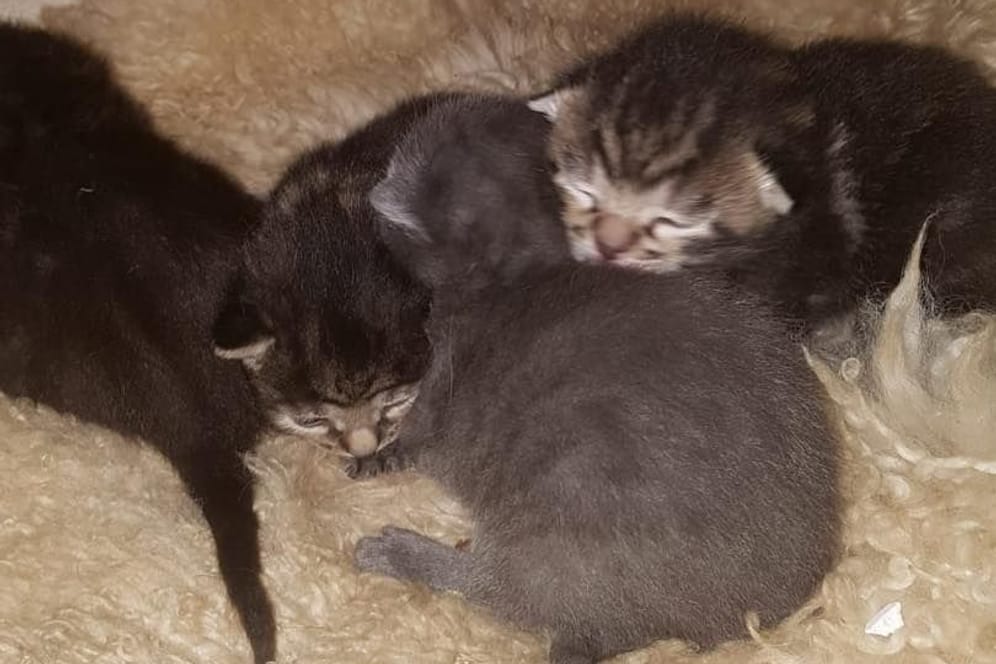Die vier Kitten wurden zusammen mit ihrer Mama einfach vor die Tür gestellt.