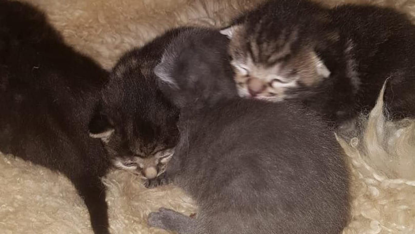 Die vier Kitten wurden zusammen mit ihrer Mama einfach vor die Tür gestellt.