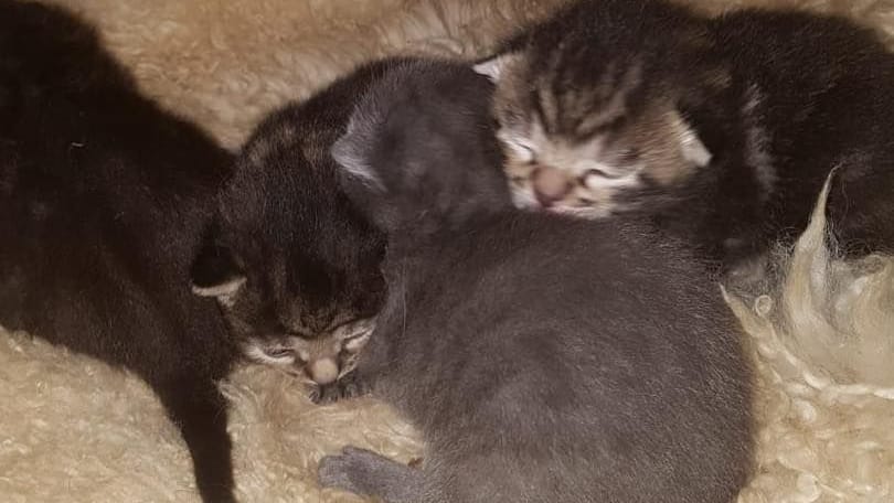Die vier Kitten wurden zusammen mit ihrer Mama einfach vor die Tür gestellt. Die vier Kitten wurden zusammen mit ihrer Mama einfach vor die Tür gestellt.