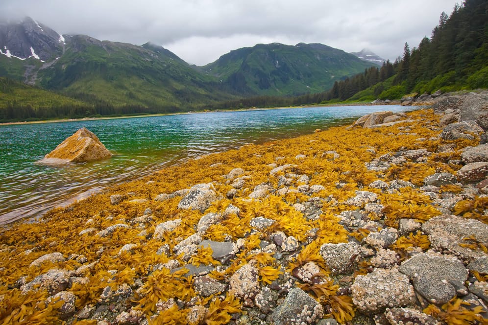 Die Wildnis von Alaska (Symbolfoto): Hier könnte die dritte Staffel von "7 vs. Wild" stattfinden.