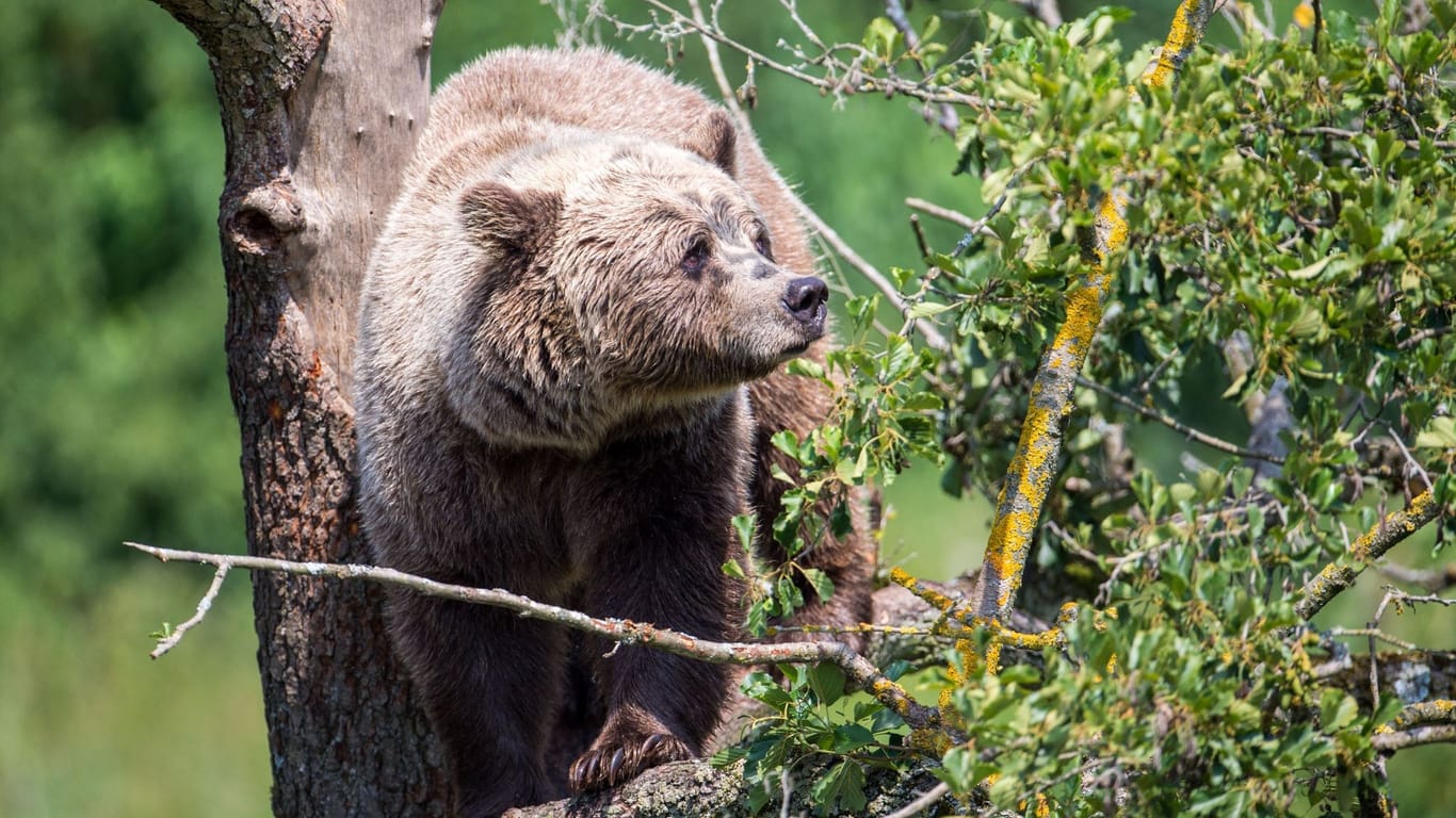 Braunbär im Wildpark Poing