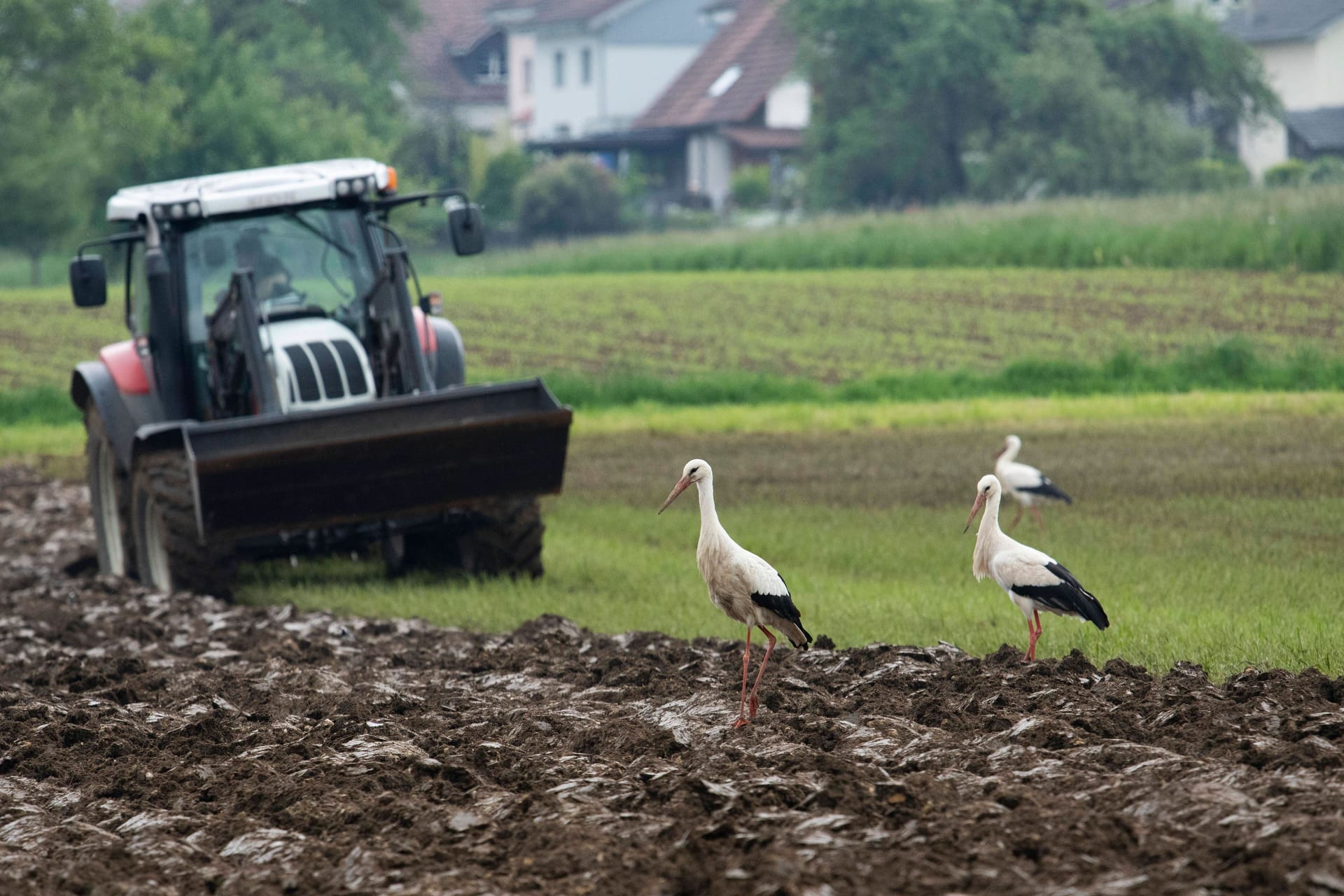 Störche auf frisch gefurchten Feld: Intensive landwirtschaftliche Nutzung stresst die Vögel immer mehr.