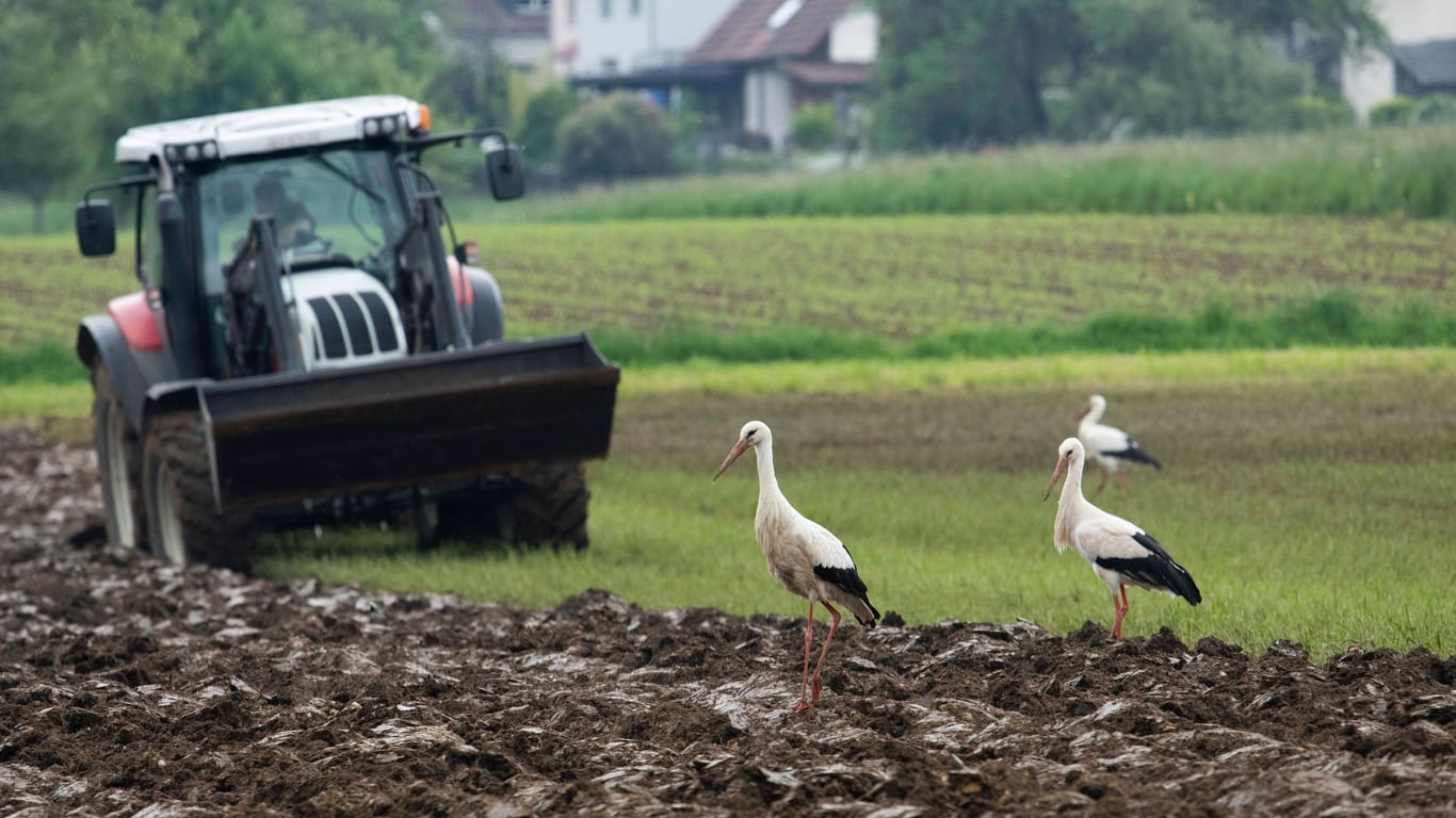Störche auf frisch gefurchten Feld: Intensive landwirtschaftliche Nutzung stresst die Vögel immer mehr.