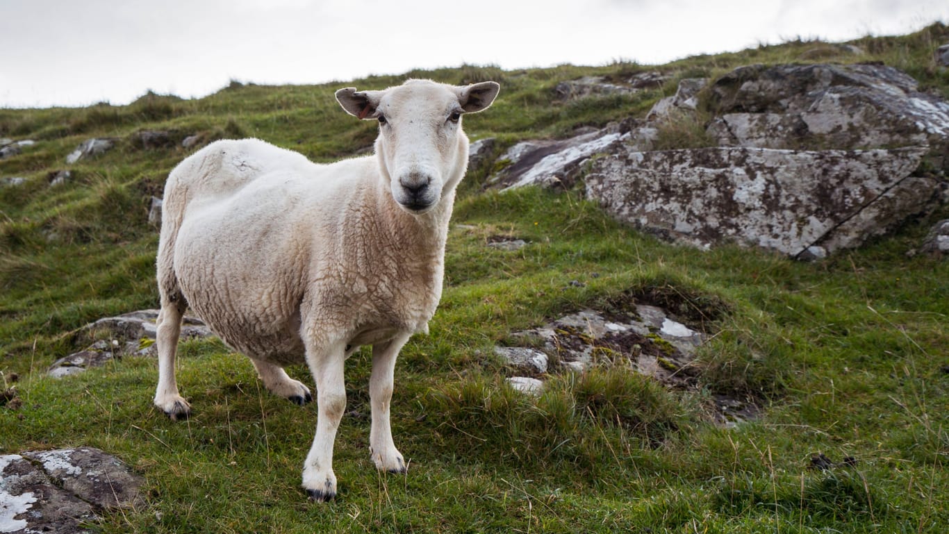 Ein Schaf auf in Schottland. (Symbolfoto)