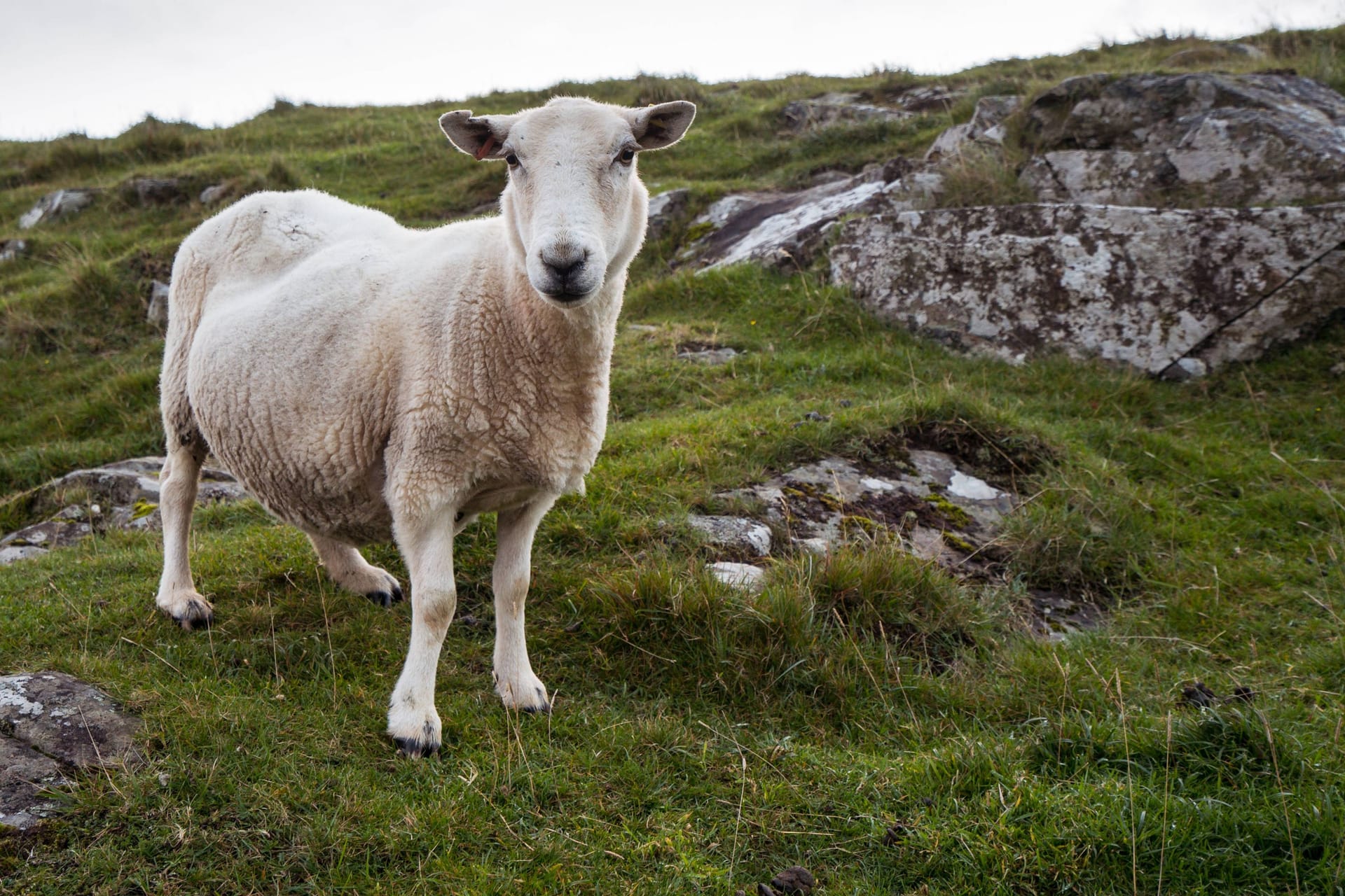 Ein Schaf auf in Schottland. (Symbolfoto)