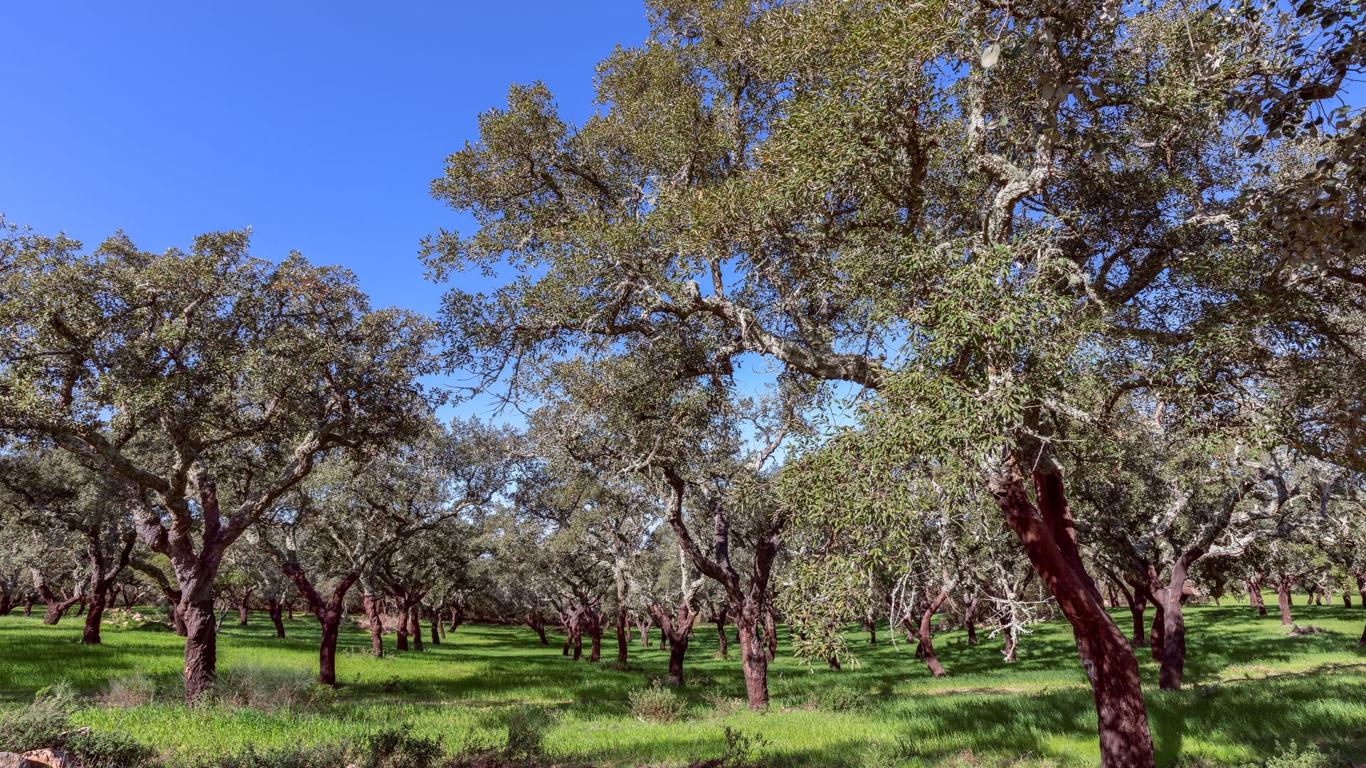 Ein Korkeichenwald in Alentejo, Portugal: Auch hier führt der Wanderweg hindurch.