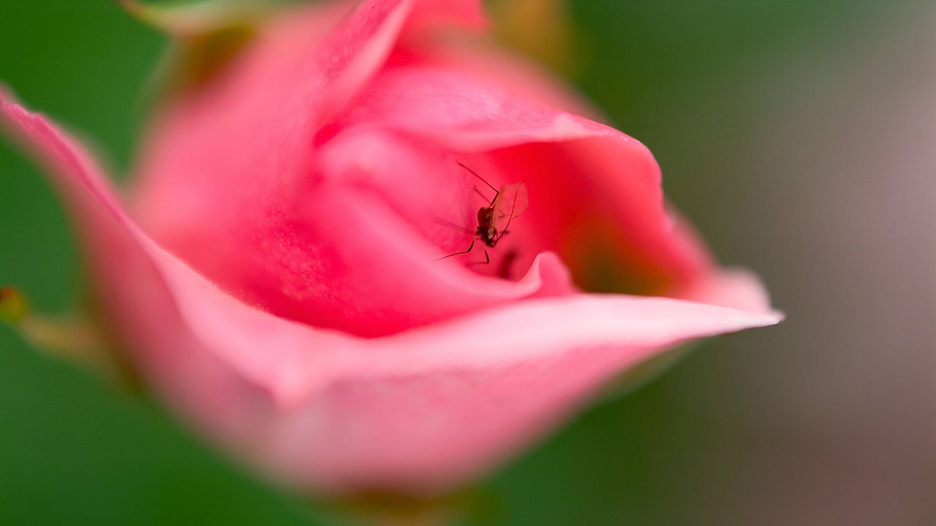 Laus auf einer Rose: Die Schädlinge saugen den Pflanzensaft aus Blättern, Blüten und Trieben.