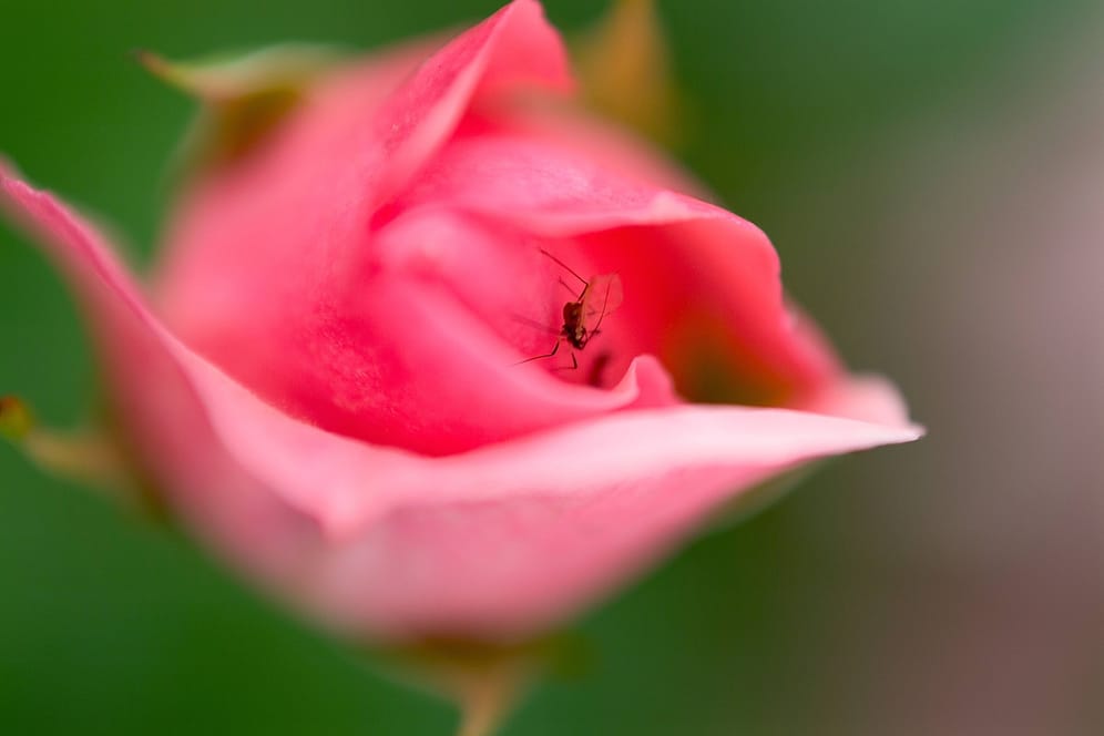Laus auf einer Rose: Die Schädlinge saugen den Pflanzensaft aus Blättern, Blüten und Trieben.