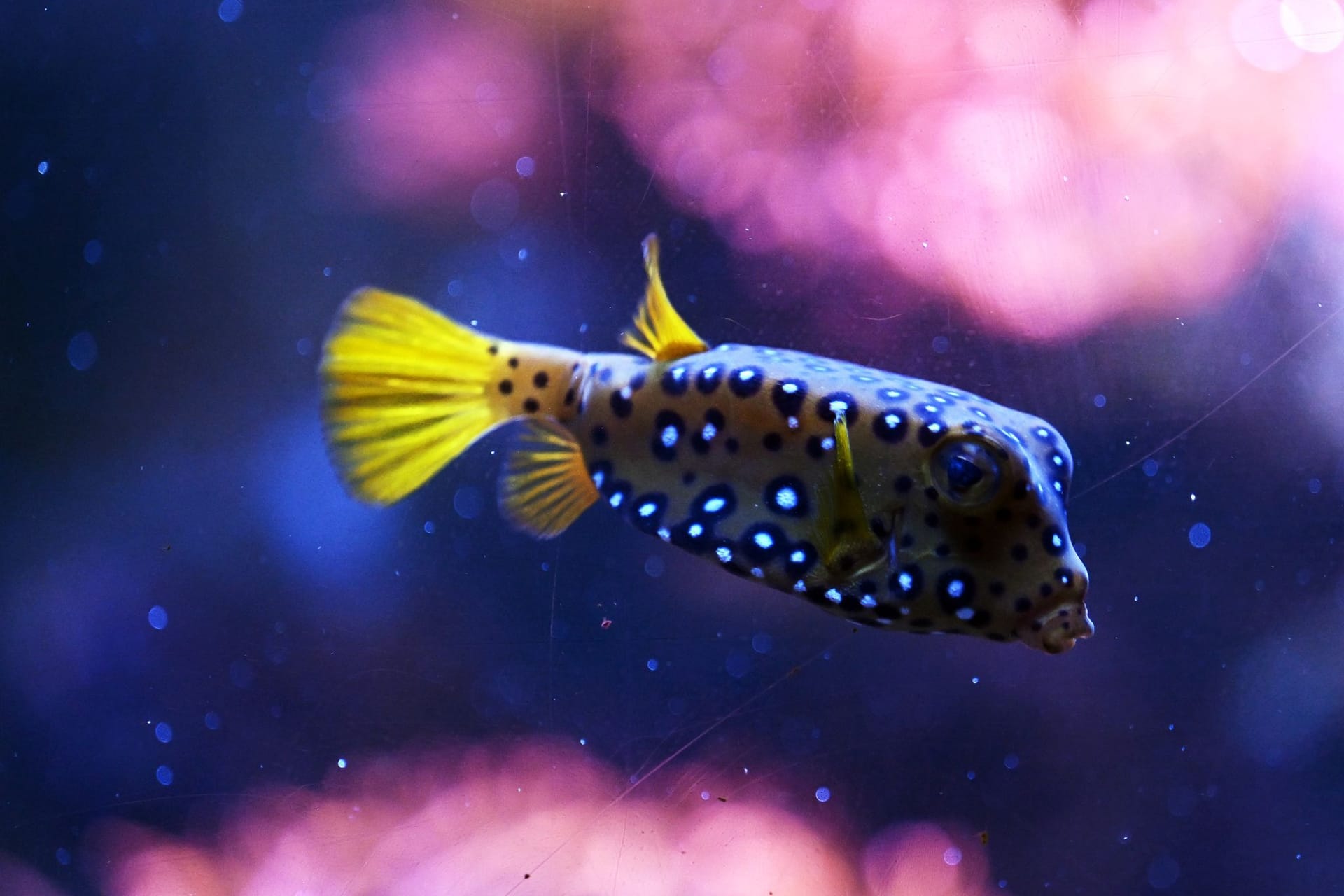 Wiedereröffnung des Sealife Aquariums