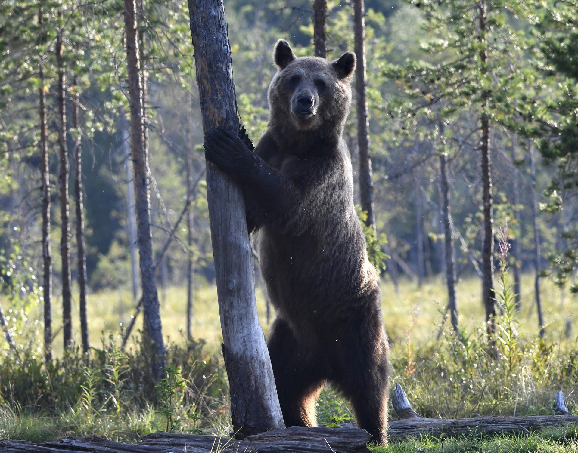 Platz 4: Wilde Taiga, Finnland: Braunbären, aber auch Elche, Hirsche und Flughörnchen sind hier keine Seltenheit.
