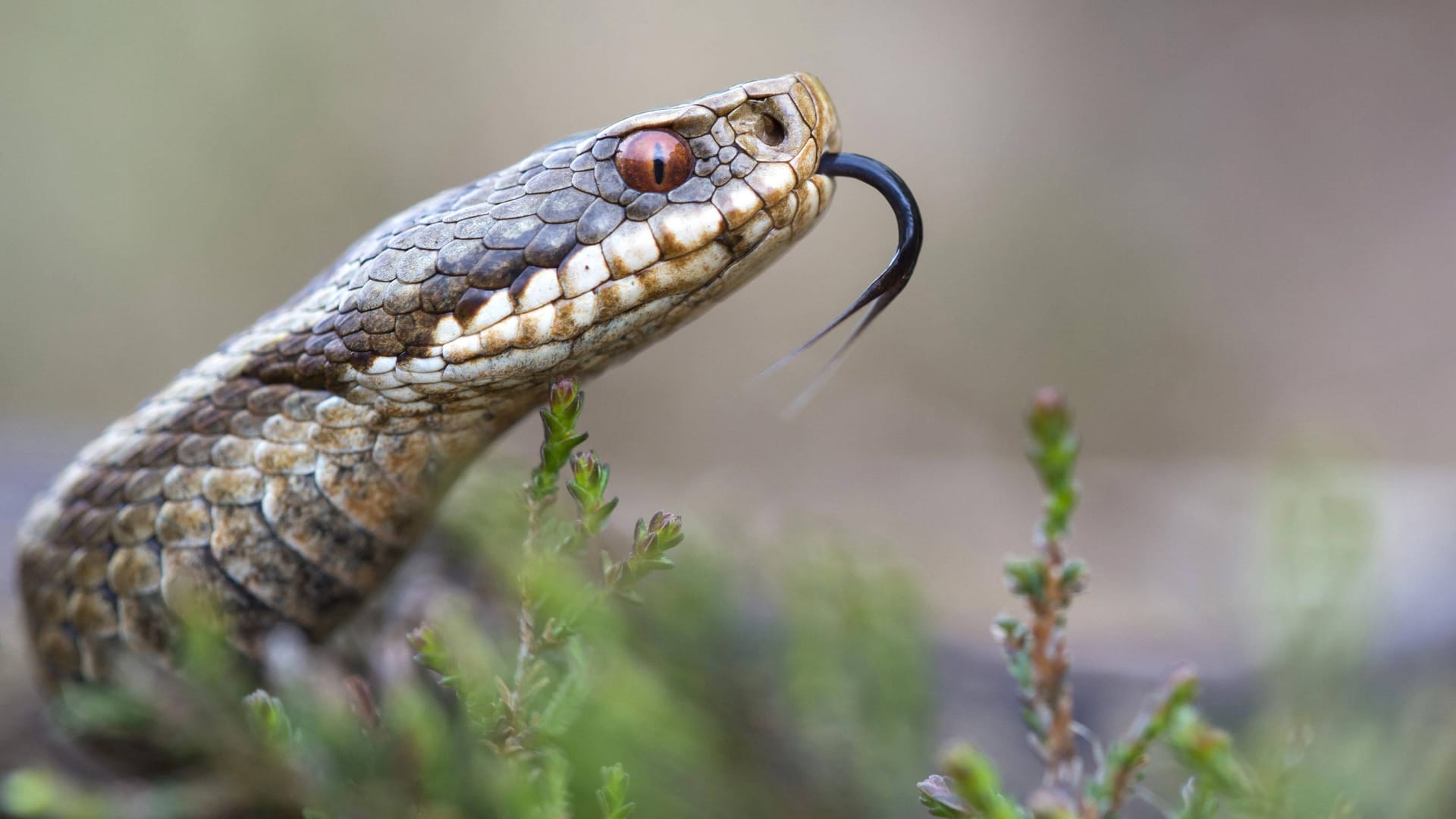 imago images 78695947 imago images 78695947