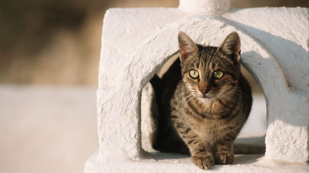 In Frankreich wurde eine Katze aus einem Kamin gerettet. (Symbolfoto)