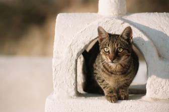 In Frankreich wurde eine Katze aus einem Kamin gerettet. (Symbolfoto)