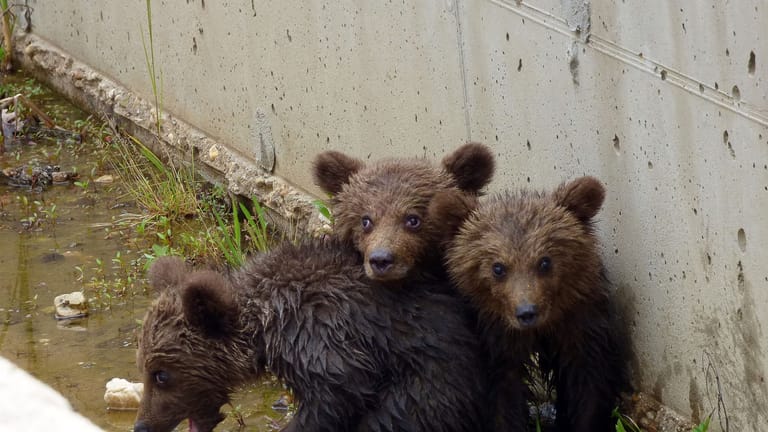 Drei Bärchen in Griechenland gerettet