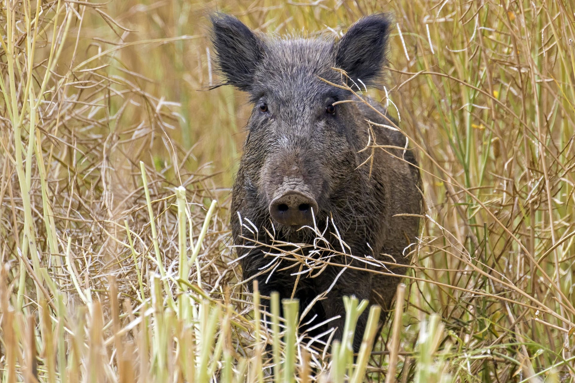 Ein Wildschwein (Symbolbild): Eine Frau wurde bei einem Angriff verletzt.