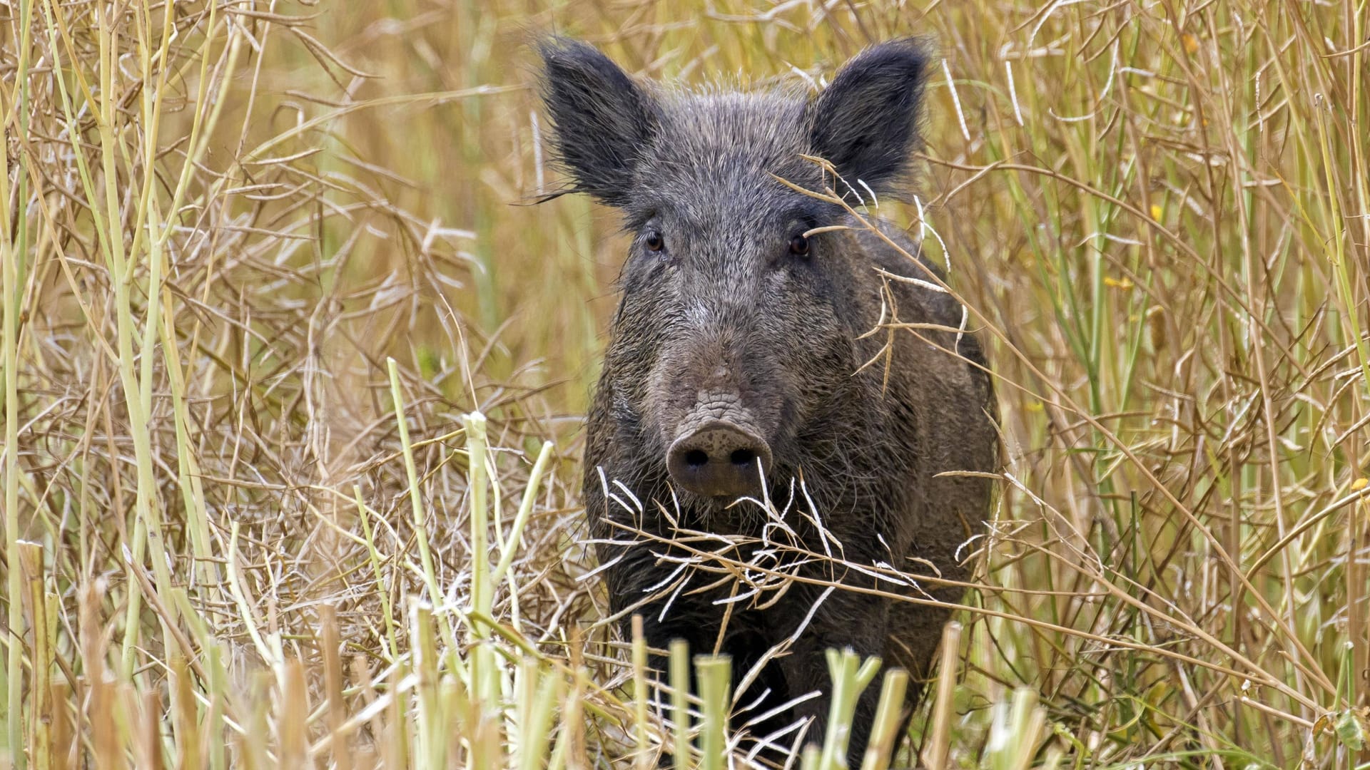 Ein Wildschwein (Symbolbild): Eine Frau wurde bei einem Angriff verletzt.