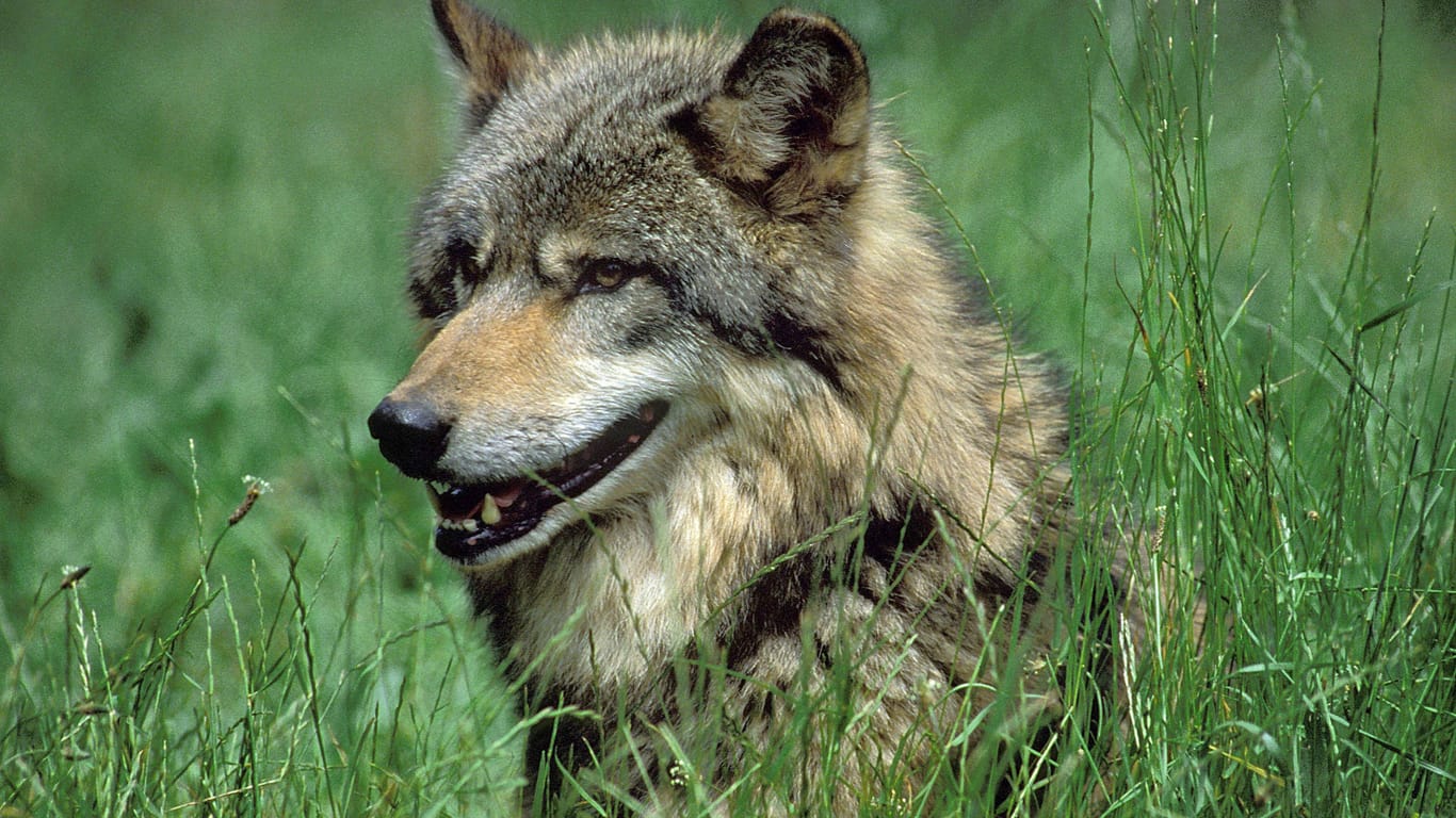 Ein Wolf (Archivbild): Ein solches Wildtier kam nun in Brandenburg ums Leben.