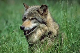 Ein Wolf (Archivbild): Ein solches Wildtier kam nun in Brandenburg ums Leben.