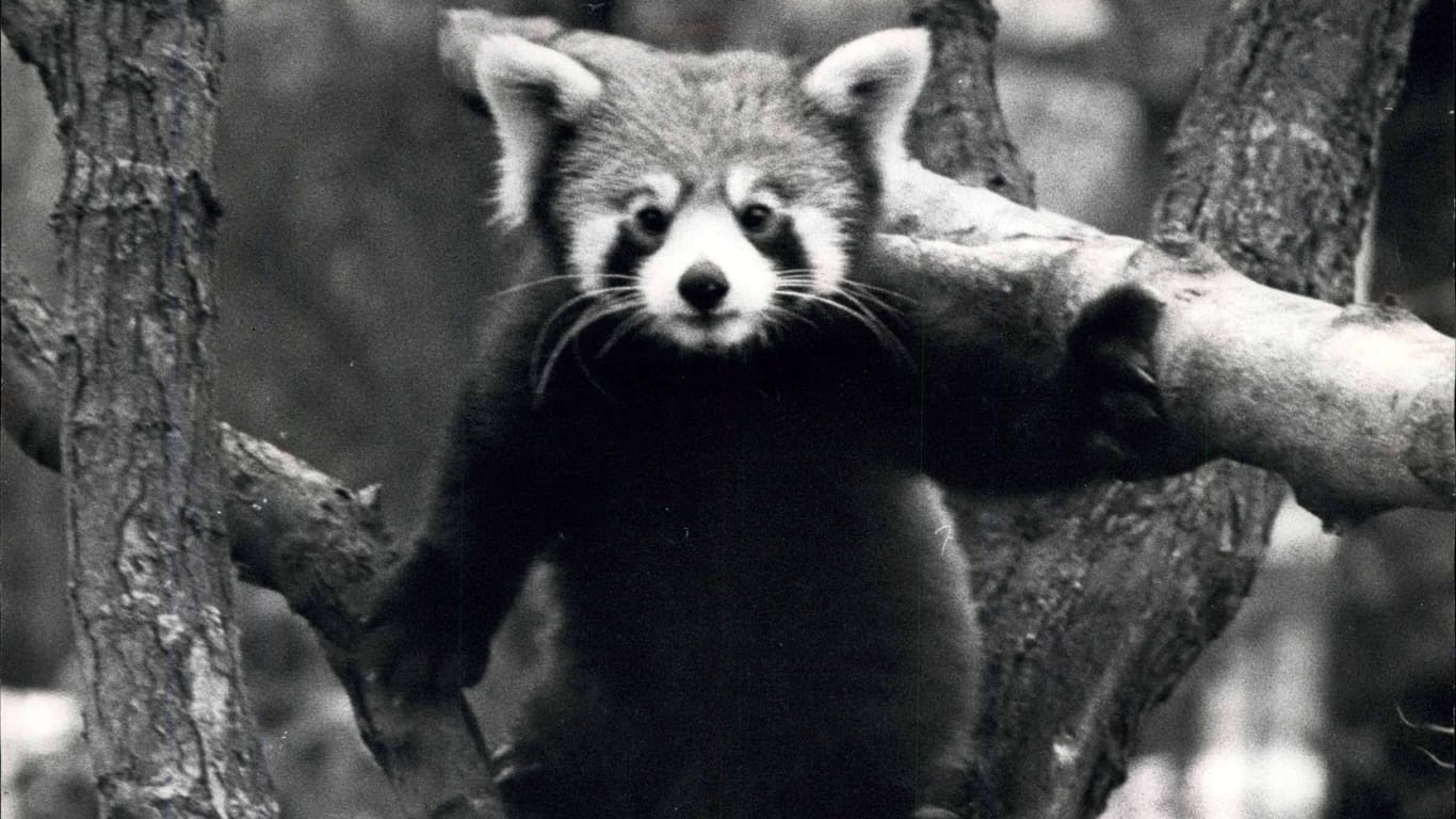 Auch zwei rote Pandas namens Rama und Suka lebten damals im Bremer Zoo. Sie wurden später an den London Zoo verkauft.
