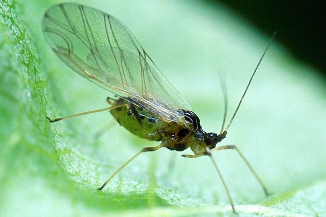 Kleine Fliegen: Die Pfirsichblattlaus ist ein häufiger Schädling im Garten.