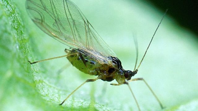 Kleine Fliegen: Die Pfirsichblattlaus ist ein häufiger Schädling im Garten.