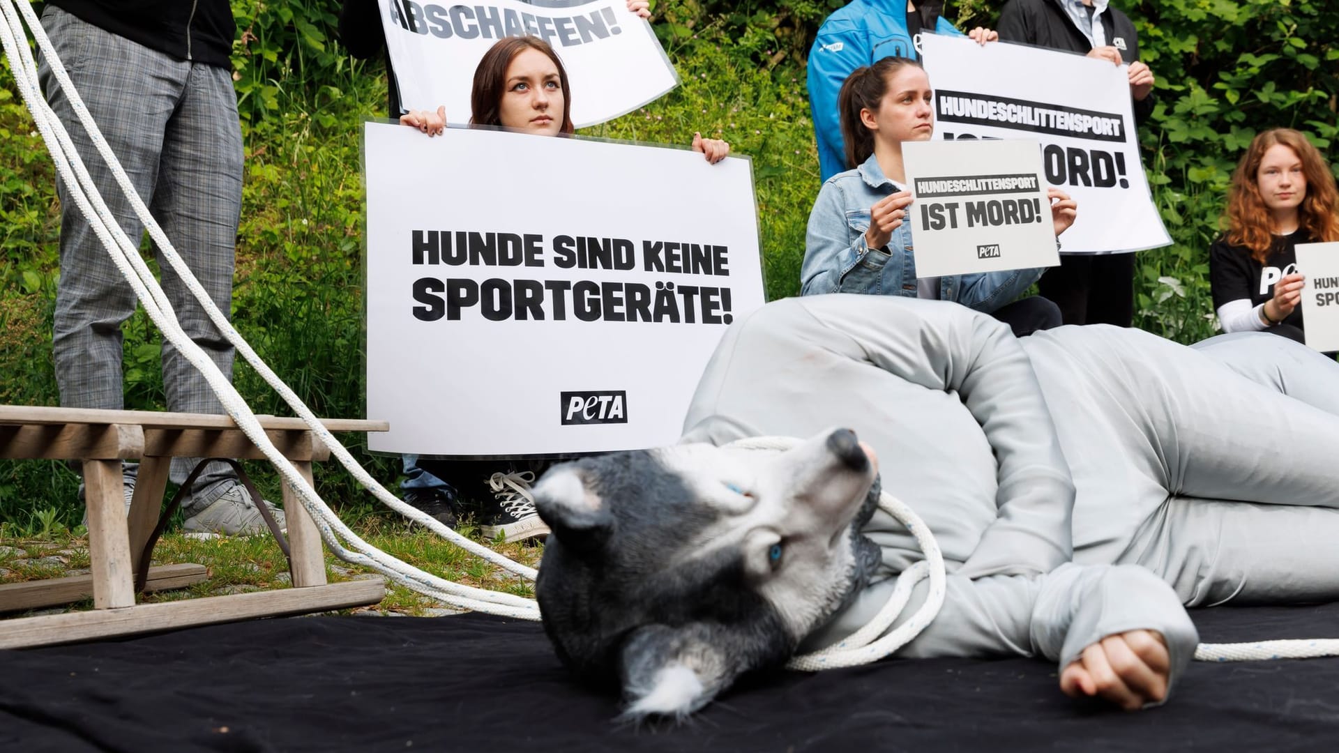 Beginn Prozess wegen toter Schlittenhunde Beginn Prozess wegen toter Schlittenhunde