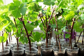 Im Handel finden Sie kleine Weinreben, die Sie umpflanzen können.