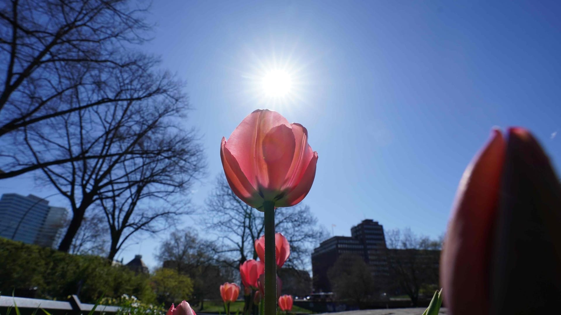 Sonne in Hamburg